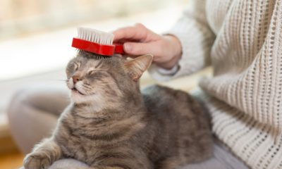 Brosse Poil Chat