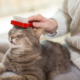 Brosse Poil Chat