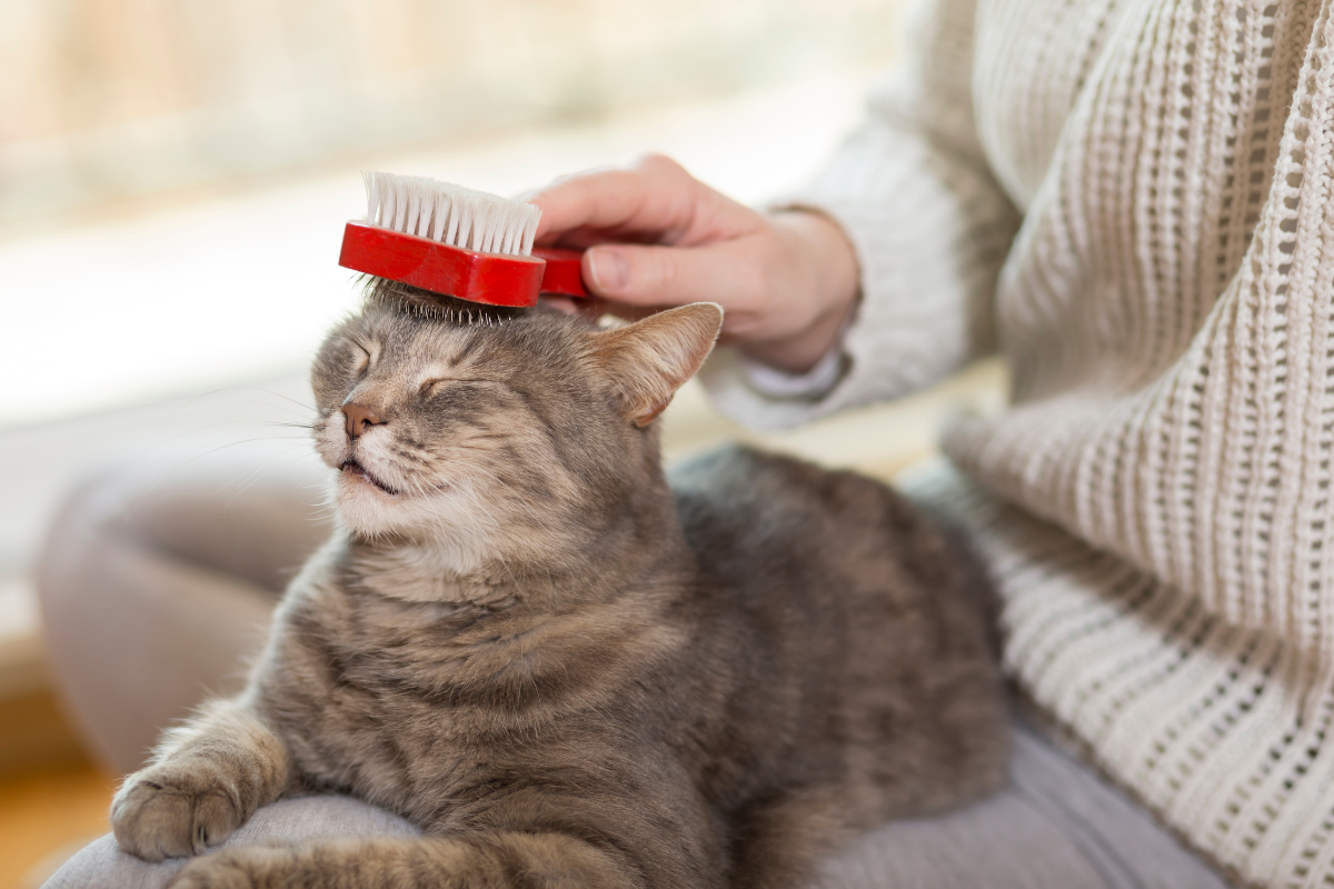 Brosse Poil Chat