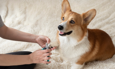 Coupe Ongle pour Chien