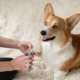 Coupe Ongle pour Chien