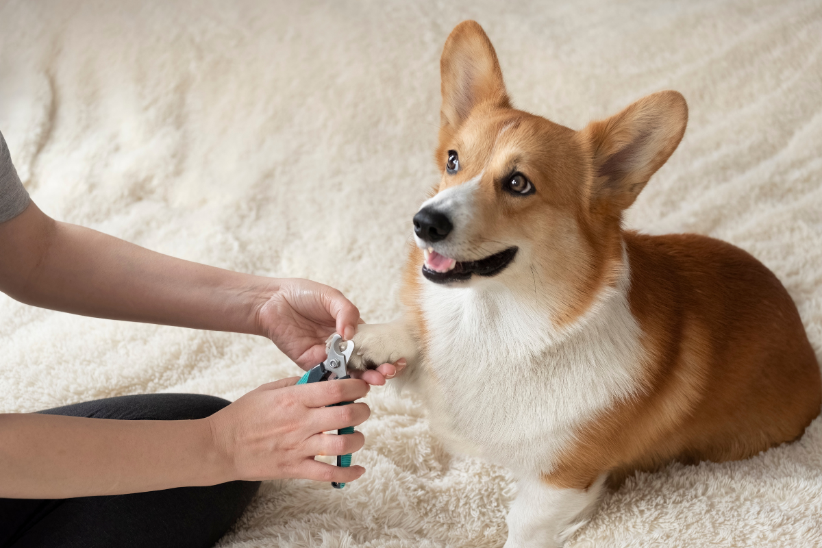 Coupe Ongle pour Chien