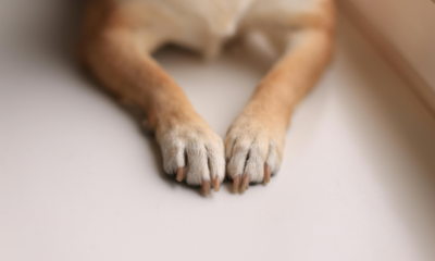 Coupe Griffes pour Chien