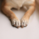 Coupe Griffes pour Chien