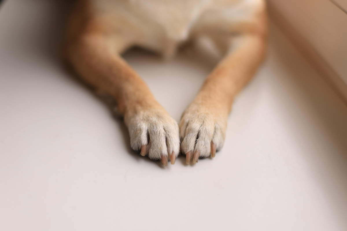 Coupe Griffes pour Chien