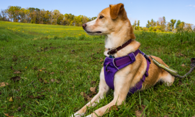 Perfect Dog Harness