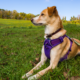 Perfect Dog Harness
