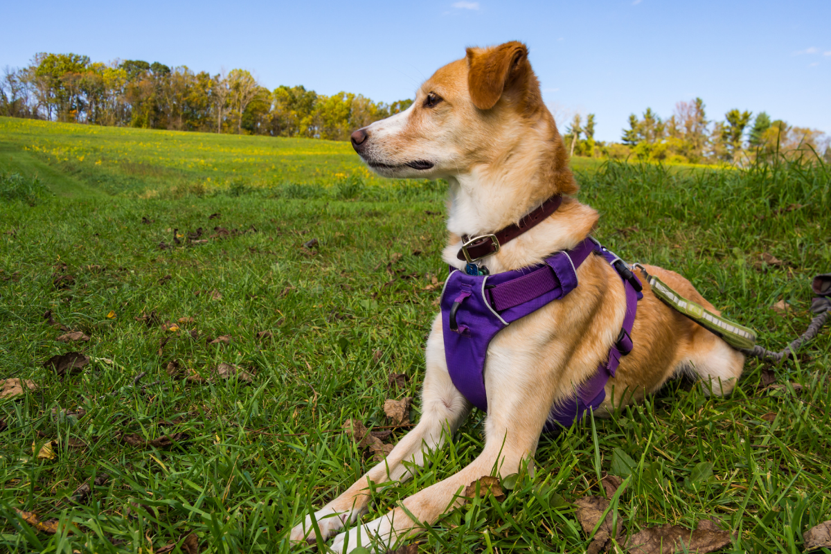 Perfect Dog Harness